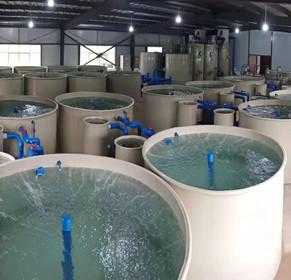 How to Treat Wastewater from Aquaculture Plant?
